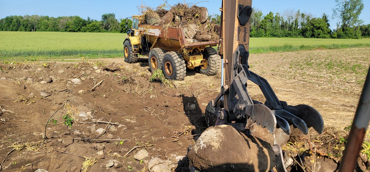 Stone harvest is yielding well on this farm.   #ontag