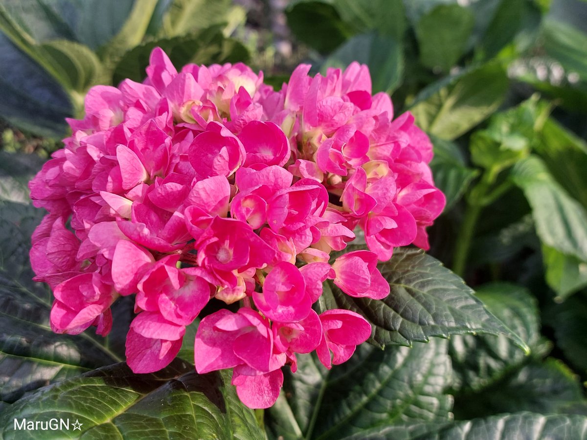 @kathy_husser Magenta in another version.
#MagentaMonday #flowers #gardening #GardenersWorld #NaturePhotography #nature #photograghy #flores #fotografía #naturaleza