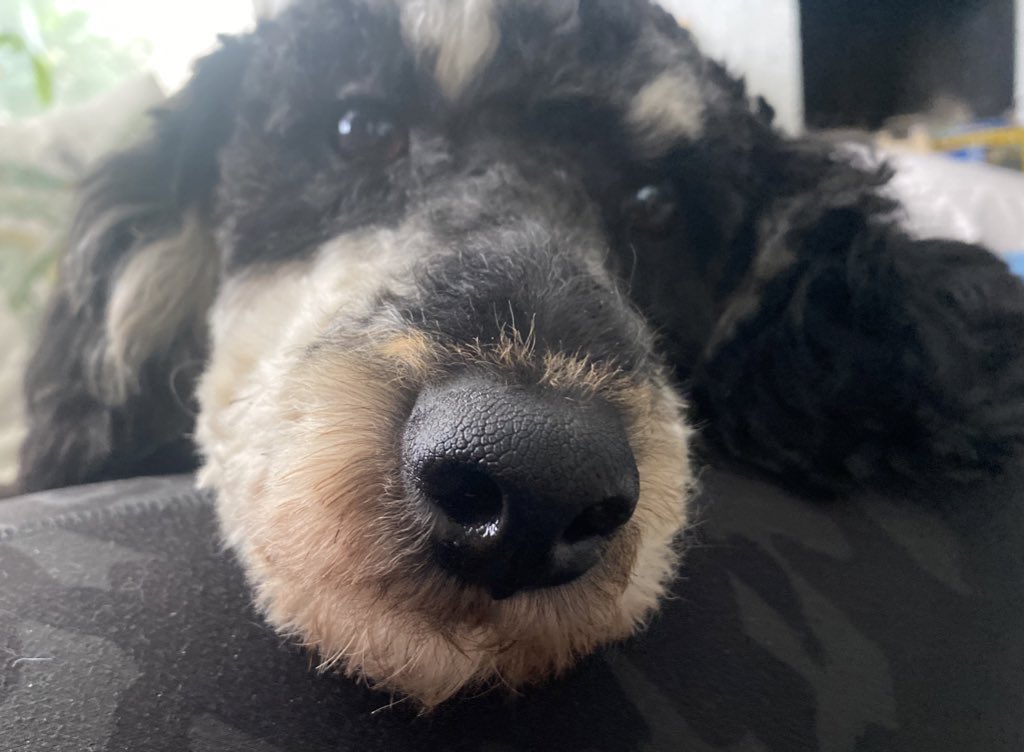 Sunny passed his first round of training and he is working hard to be ready to meet new friends in August!🌞🌞<a href="/JFBKnights/">J.F. Burns Elem</a> <a href="/Kings_Schools/">Kings Local Schools</a>