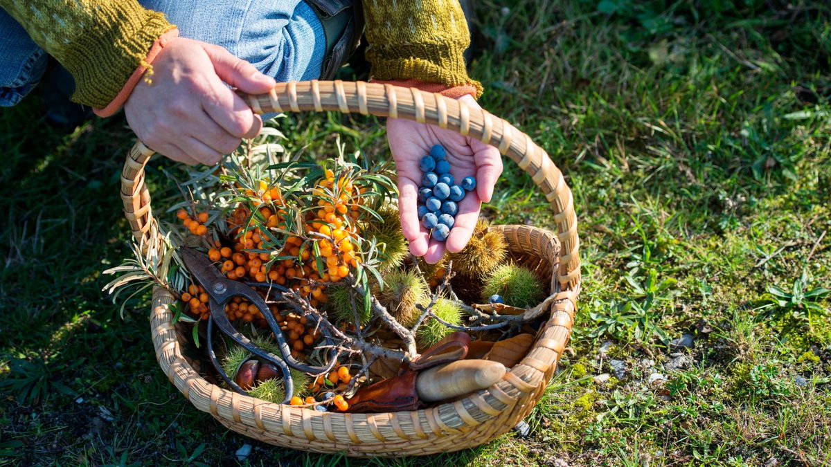 Learn how to forage a delicious summer salad and how to pair it with fresh produce from your garden and salad dressings. #foraging #homesteading #survival #wildfood #salad #foragedfood

oldschoolsurvivalbootcamp.com/f/the-ultimate…