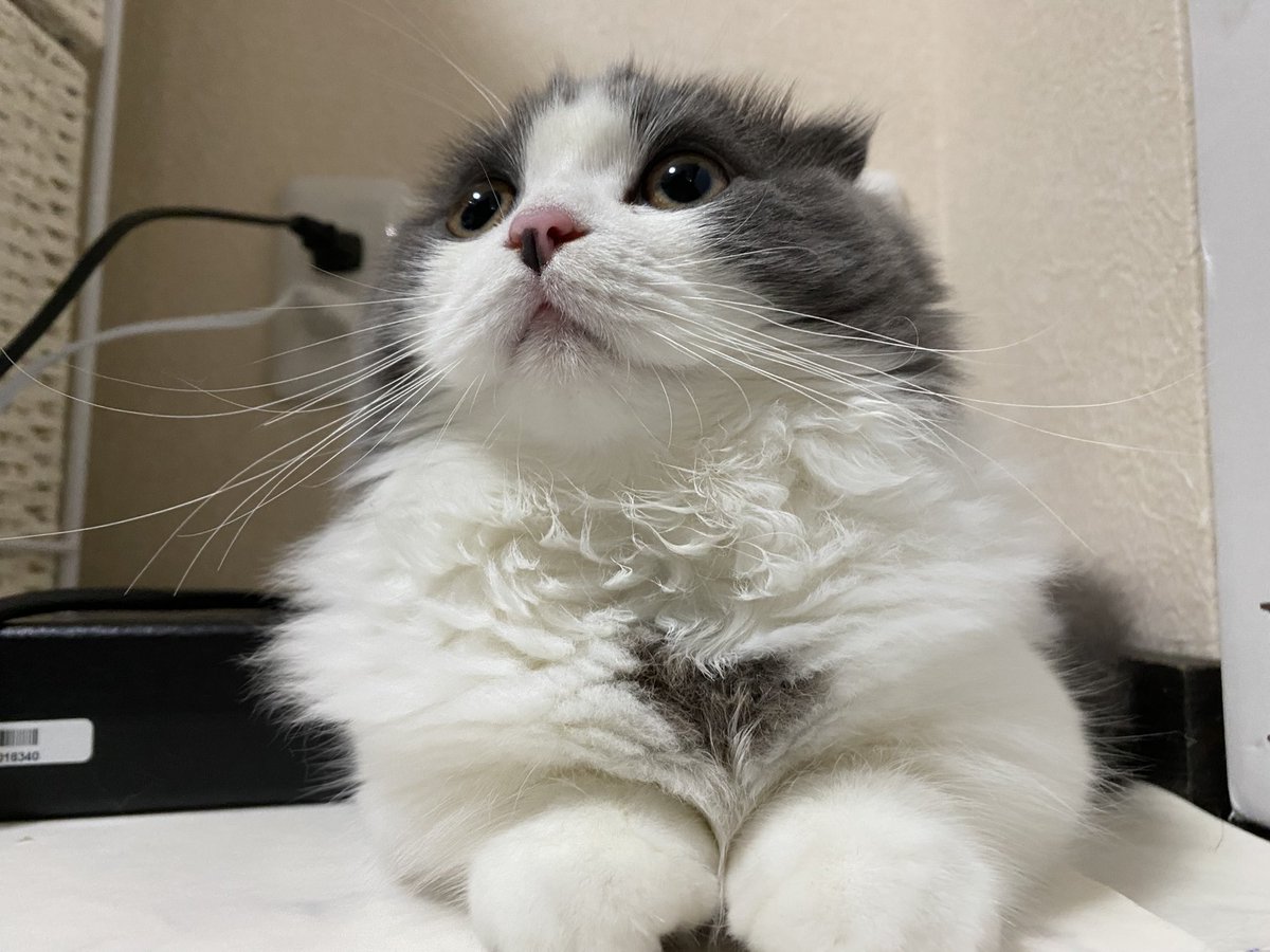 hachiware_469's tweet photo. おはようございます!今日も頑張りましょう☀️
#猫 #cat #고양이 #喵星人 #gato #chat #katze #kedi #catstagram #kitty #petstagram
#ilovemycat #meou #ねこすたぐらむ #ふわもこ部 #ねこのいる生活 https://t.co/h5gWJ6RUdi
