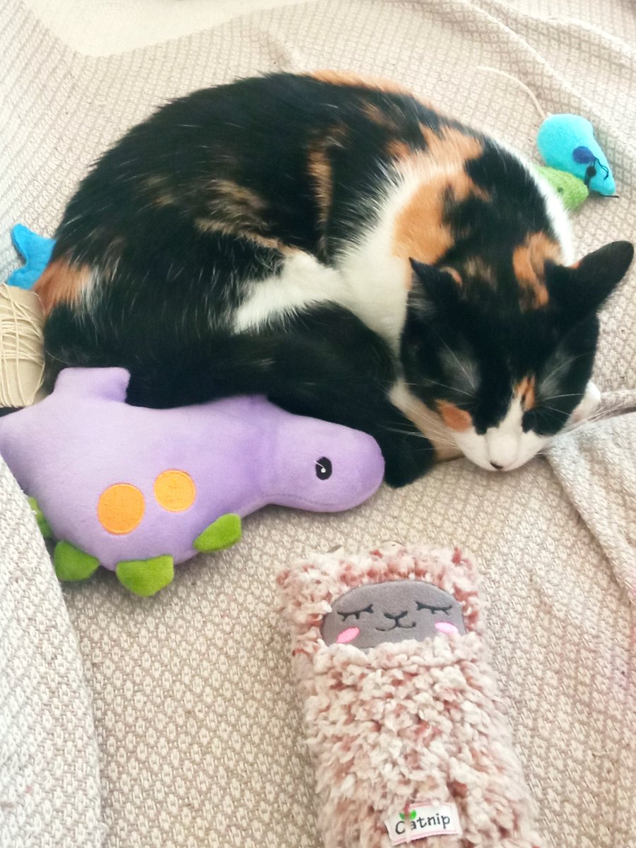 maykabizarre's tweet photo. @guirodrea Sin hacer trampa, sube la última foto que tengas de tu mascota 😸❤️✨ https://t.co/usKH7zAaIb