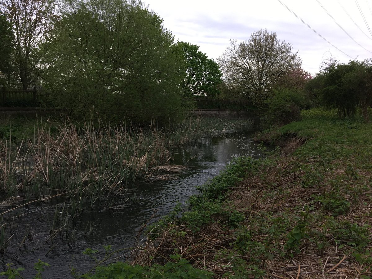 StonebridgeLock's tweet photo. Photos of @haringeycouncil #ThePaddock #RiverLea mostly secluded,priority natural bank riparian habitat taken April 2018 - view along the #LondonLea #LeaRiver &amp; not from the river towards #Lock17, #HaleWharf, as per previous quote tweet (2018 the highrise was under construction) https://t.co/wYnmMBqrIg