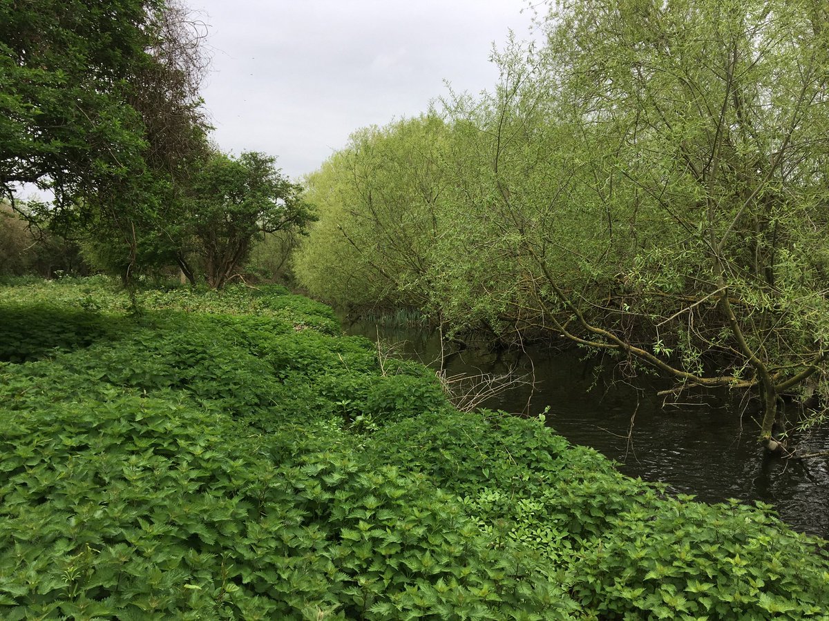 StonebridgeLock's tweet photo. Photos of @haringeycouncil #ThePaddock #RiverLea mostly secluded,priority natural bank riparian habitat taken April 2018 - view along the #LondonLea #LeaRiver &amp; not from the river towards #Lock17, #HaleWharf, as per previous quote tweet (2018 the highrise was under construction) https://t.co/wYnmMBqrIg