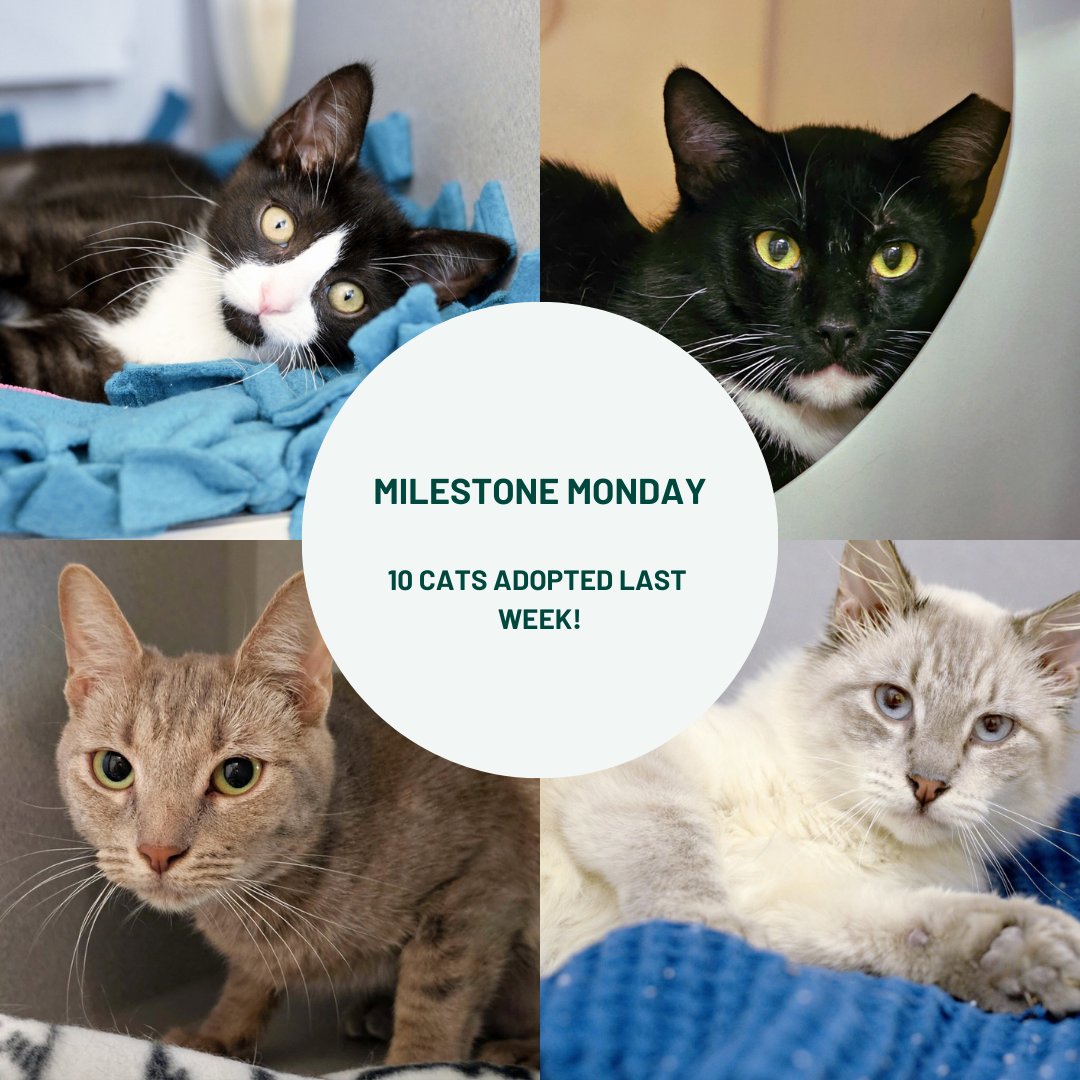 This #MilestoneMonday we are celebrating the marvellous MEWS of 10 cats being adopted this past week!

A few of our lucky friends include:
Sailor
Nina
Panini
Domino