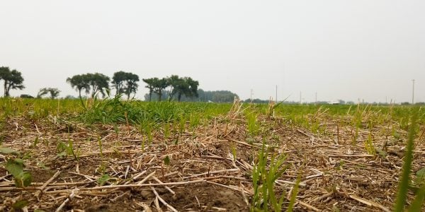 Small plot trial digs into the viability of #rice production in Southern Alberta ow.ly/VKmS50ORLgC #cdnag #ontag #westcdnag Mike Gretzinger <a href="/FarmingSmarter/">Farming Smarter</a>