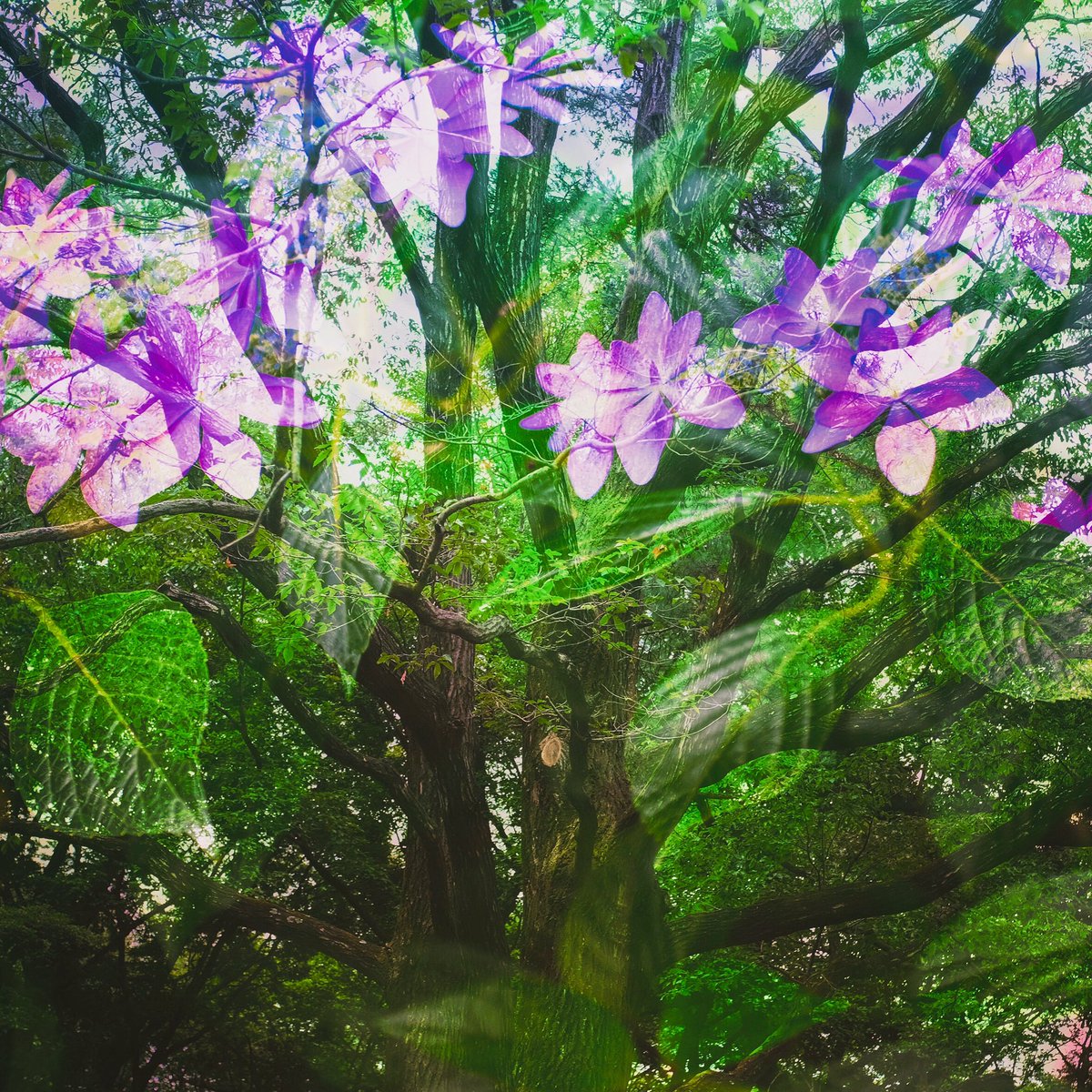 ・
forest bath
・
・
#nature #forestbath #森林浴 
#tree #flower #hydrangea #multipleexposure
#naturephotograph