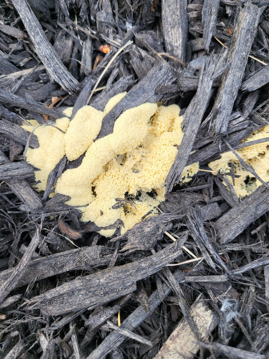 K. Aten ️ Scion's greatest strength is love ⬅️ on Twitter "Does anyone