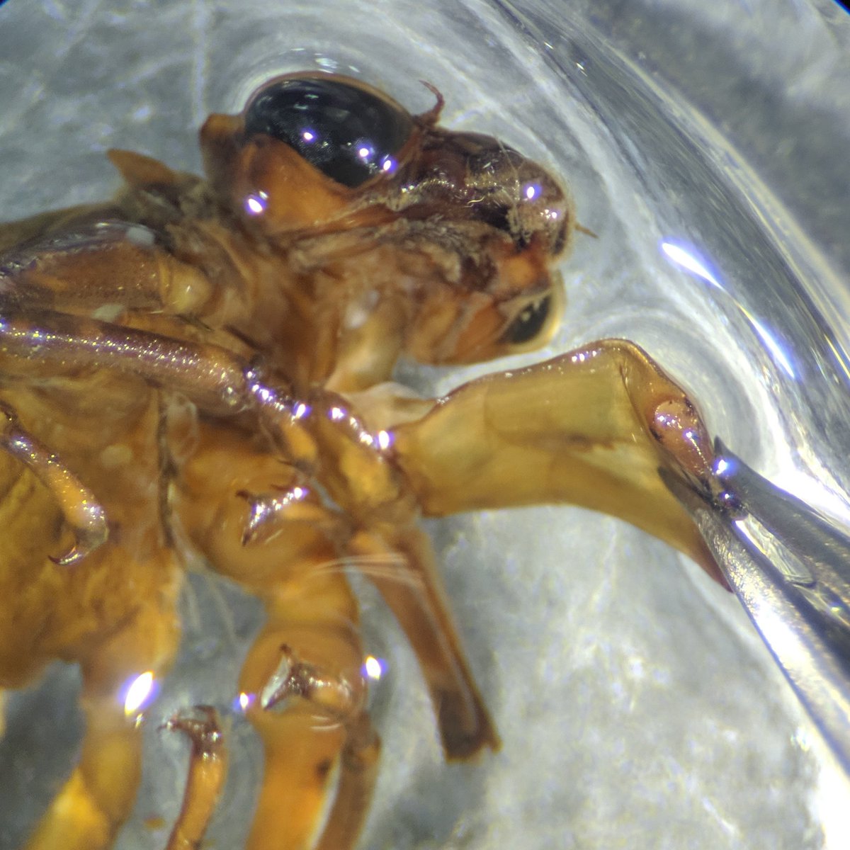 Bridget White tweet media