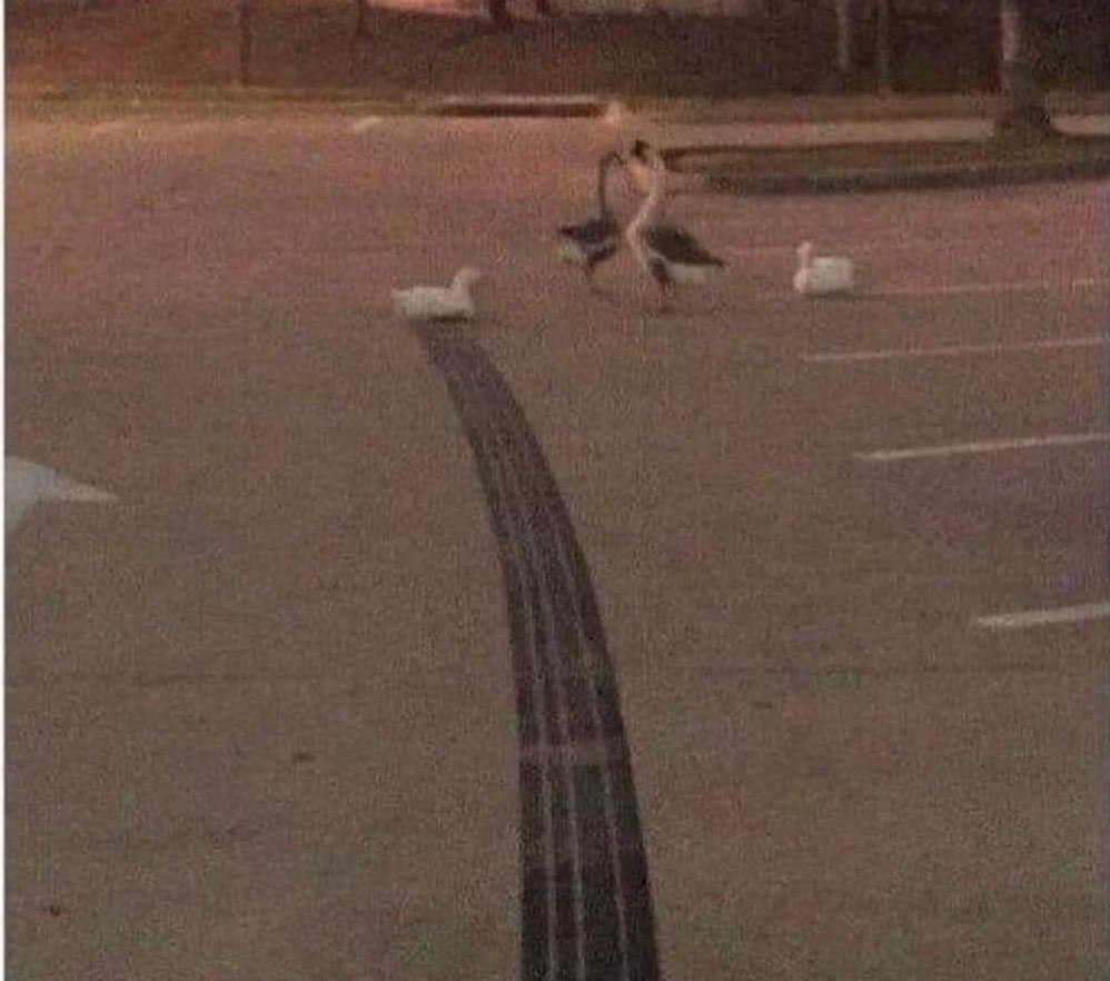 How fast was this duck going?