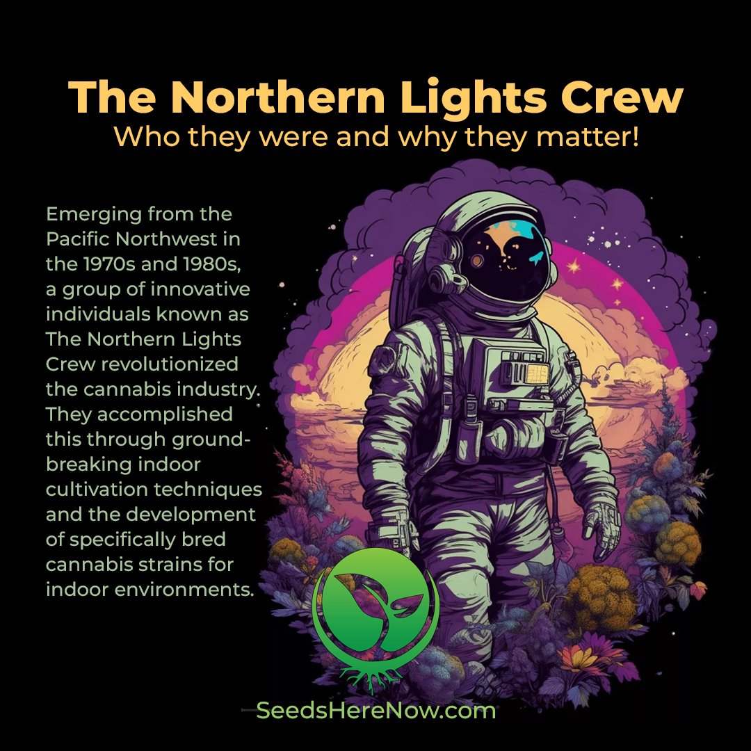 One of these, the Northern Lights strain, symbolized the Crew’s ingenuity and still stands as a testament to their impact on the cannabis culture. Read more: bit.ly/448FG48

#Cannabis #cannabislife #Marijuana #420community #420friendly #cannabisgrowers #seedsherenow