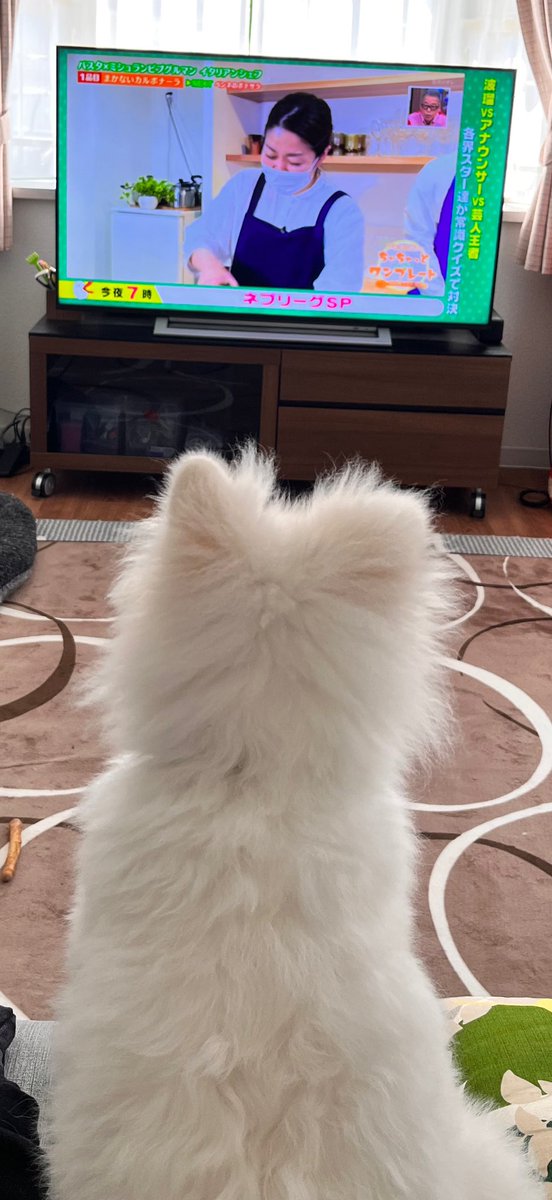 A8n08's tweet photo. 大人しいと思ったらTV鑑賞中🐻‍❄️

#白ポメラニアン
#犬 https://t.co/EcdfAGO6Kh