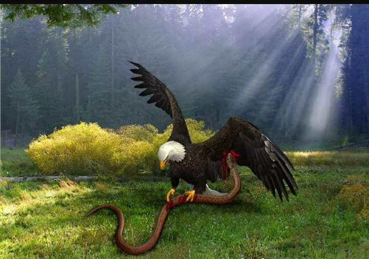 MaribelVasquezJ's tweet photo. COMIENZO LA SEMANA CON ESTA REFLEXIÓN...

El águila no lucha con la serpiente en el suelo. La lleva a lo alto, cambia el campo de batalla y después la suelta. La serpiente no tiene ninguna resistencia, poder ni equilibrio en el aire. En su terreno la serpiente es poderosa y mortal, pero en el aire es inútil, débil y vulnerable. Lleva tus luchas al CIELO en oración y Dios tomará el control de tus batallas. No luches contra el enemigo en su zona de confort, cambia el territorio de la batalla. Llevalas a lo alto y tendras certeza de la victoria. Cuando la tierra no tiene solución, el cielo ya está tomando providencias.