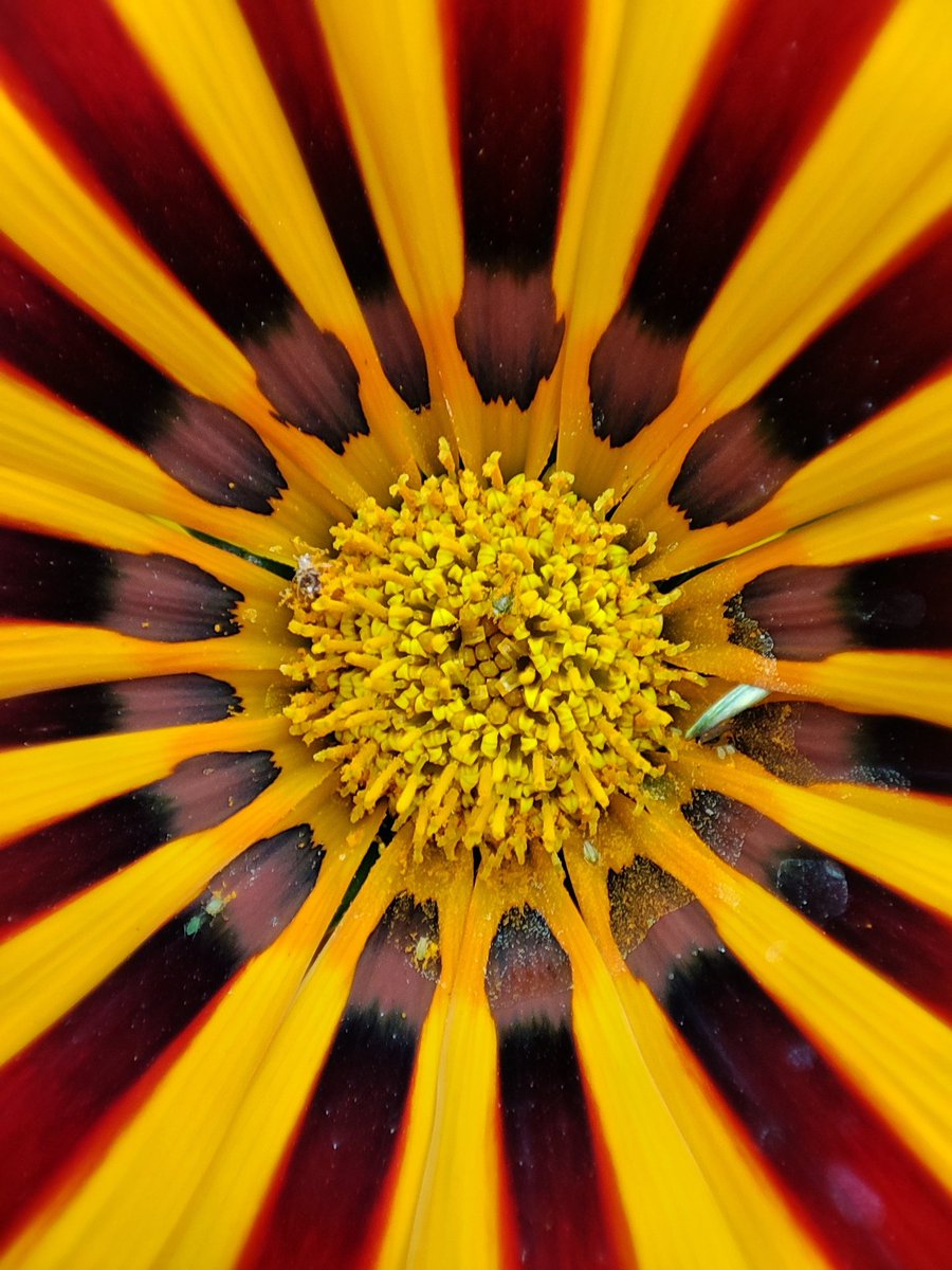 @Yaacov97531 Macro flower

#macrophotography #PhotographyIsArt #NaturePhotography #19Junio