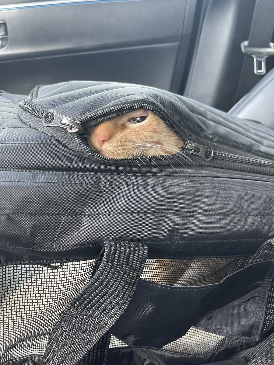 beefbenn's tweet photo. @chedstack the way I was STARTLED because I thought those were pics of my cat cheeto 😭 https://t.co/1oRD3Wpq5W