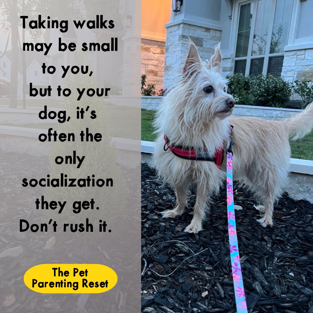 Weather permitting, walks are crucial for your dogs health - both mental and physical. 

Don’t rush them. 

And let your dog SNIFF! 

#dog #dogs #dogmom #dogmomsofinstagram #walkyourdog #letthemsniff