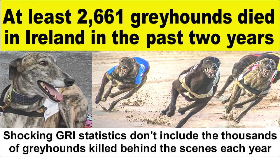 At least 2,661 greyhounds have died in Ireland in the past two years, shocking statistics released by Greyhound Racing Ireland reveal facebook.com/banbloodsports… #Ireland #CutTheChase #BanGreyhoundRacing
