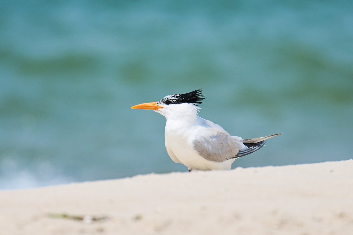 Patrick bx tweet media