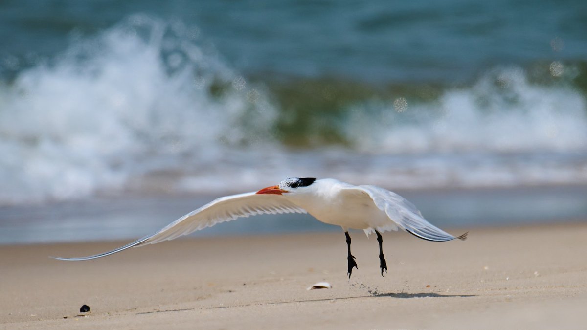 Patrick bx tweet media