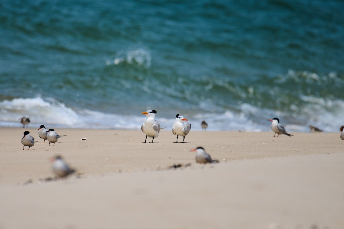 Patrick bx tweet media