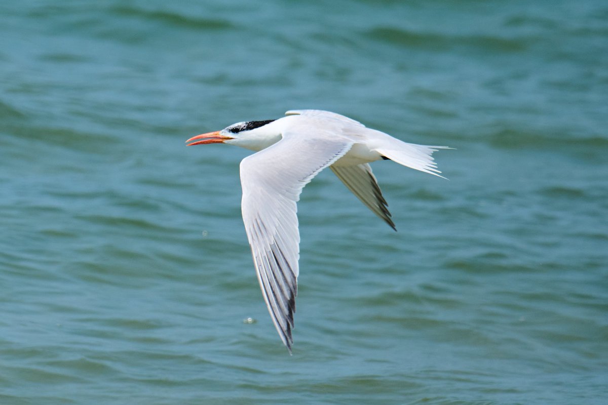 Patrick bx tweet media