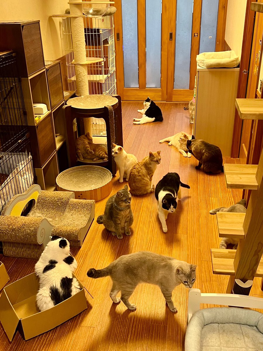 mk1225__'s tweet photo. 朝からゾロゾロ🐈×12
おはようございます
#猫 #猫のいる暮らし https://t.co/5MvzaHqaTr
