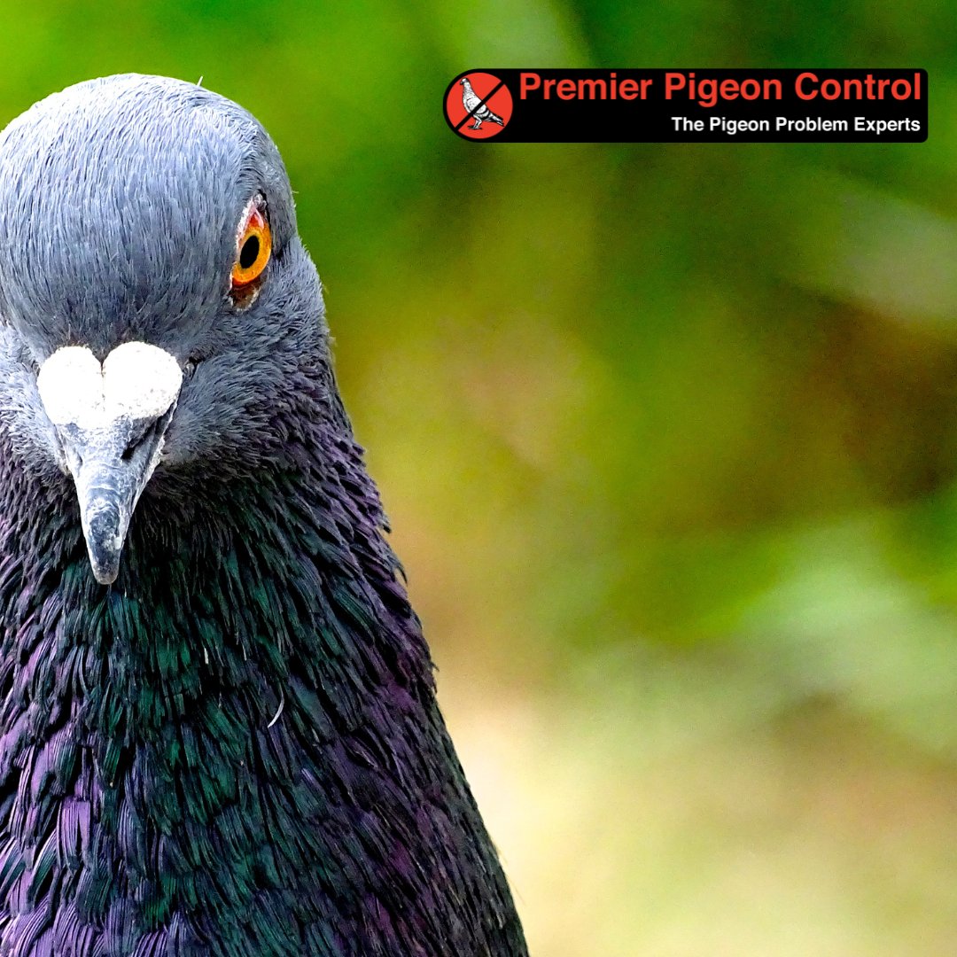 NoMorePigeons's tweet image. Do you have questions about #pigeoncontrol services or #pigeons in general? Check out our FAQ page to learn more! -&amp;gt; premierpigeoncontrol.com/faqs/