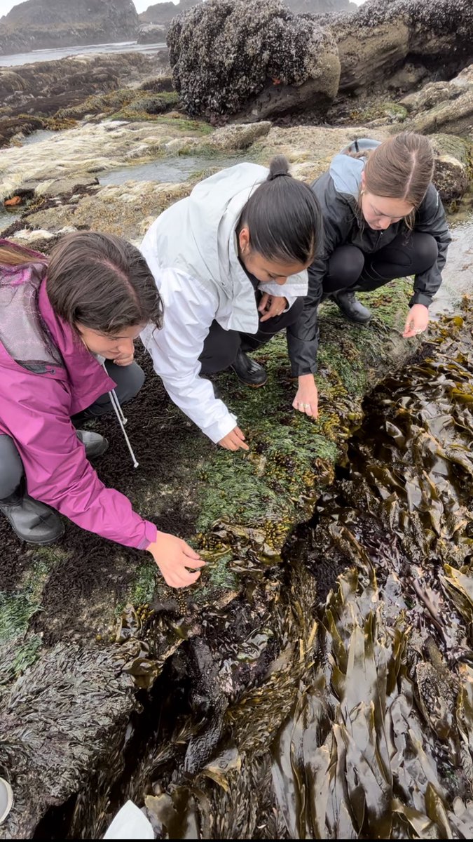 BrennaRothman's tweet photo. Took some of my best friends tidepooling, and one had NEVER seen a real sea star before! 
Safe to say I had to change that, and they loved every minute of it! 
Plus, a good Halosaccion squish is something everyone needs to experience at least once. https://t.co/E1tb4ks6WG