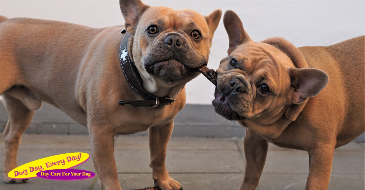 As pack animals, dogs thrive on being around others. Joining a doggie daycare gives your pup a safe space to interact and play! #dogcaretips #WeLoveDogs #WestChesterOH