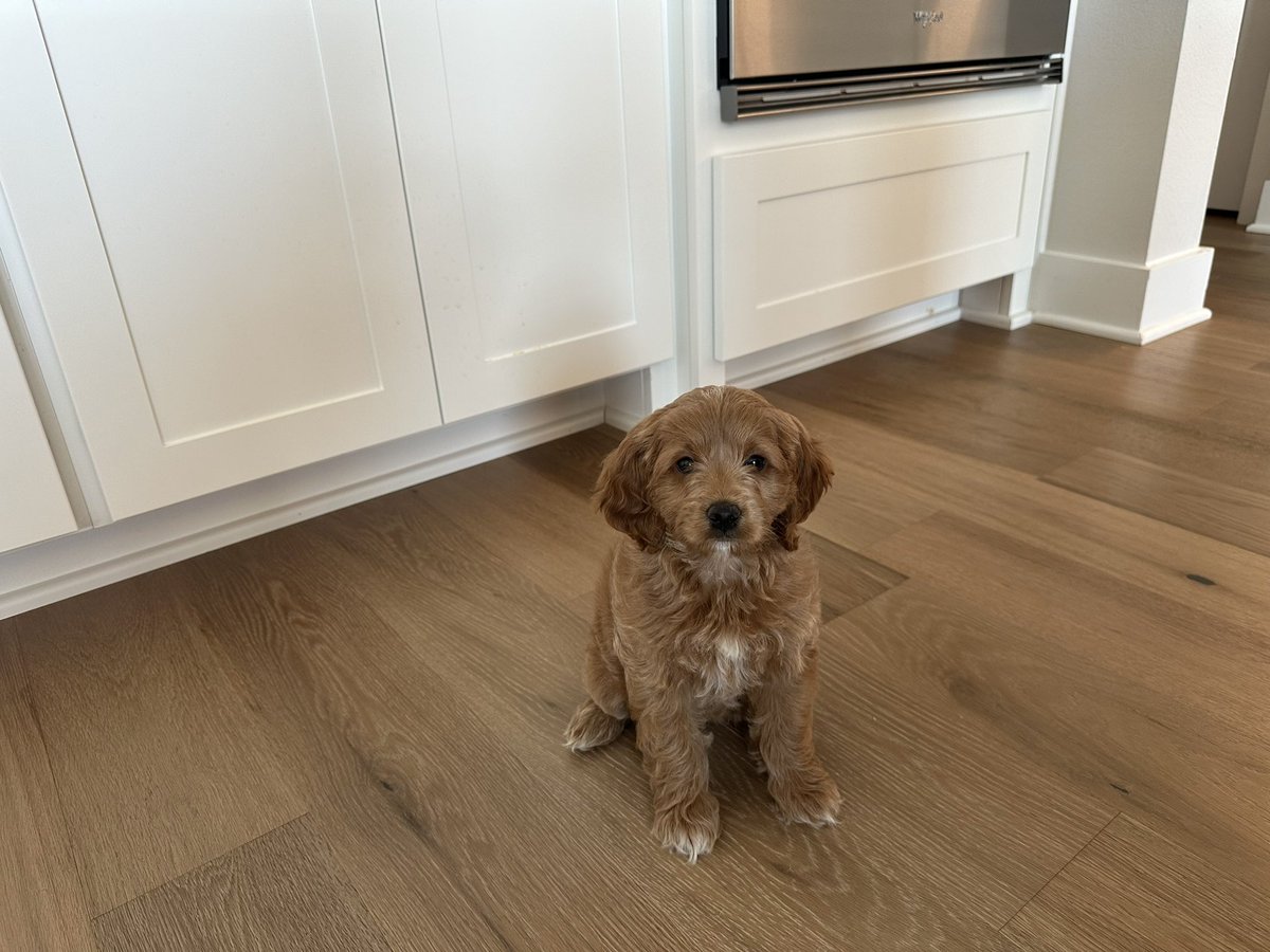 EricSinATX's tweet photo. @konradpalubicki @Saraesteffen @nutanix There’s just something about @nutanix well-being day that makes you wanna love a 🐶 Thanks @Saraesteffen for showing me the way 🫡 https://t.co/hHQaajXQkt