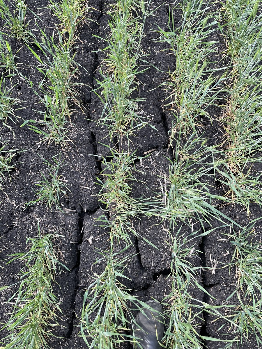 Cover croppers am I doing this right?