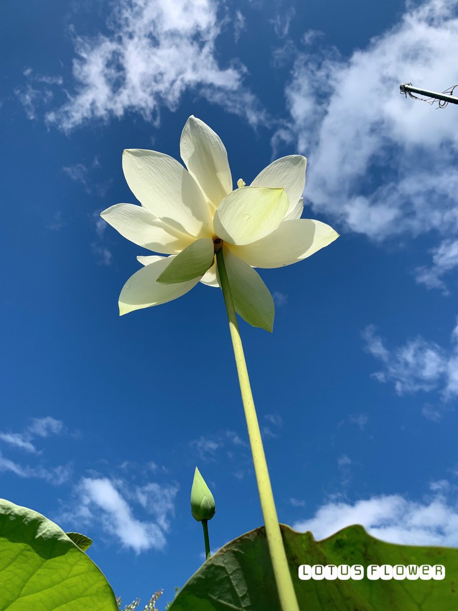 GMerllia's tweet photo. #蓮
昨日は暑かった🥵
大輪の華を間近で見たことなかった。
空に向かって🌈
なんだかカッコいい😆
#flower #leas
#dryflower
#swag
#flowerarrange
#リース#ドライフラワー
#greenmerllia
#gmerllia
#グリーンメリア
#グリーンメリア岐阜
#岐阜県
#可児市
#美濃加茂市
#バスの華 https://t.co/T1p6457ebW