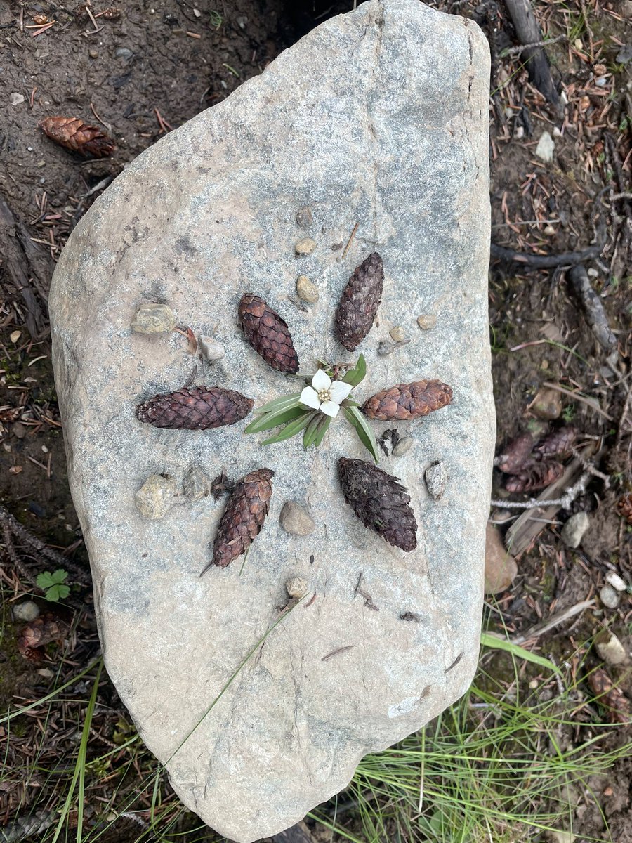 gthielmann's tweet photo. At the colourful town of Wells, we had treats at the Frog &amp; Bog, met up with a local artist &amp; educator, walked out across the wetlands to an outdoor classroom, and made forest mandalas. https://t.co/wAGaPmSMys