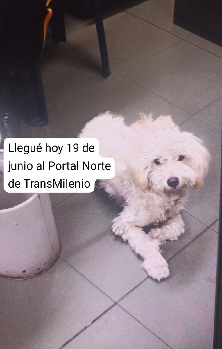 TransMilenio's tweet image. ¡Urgente!

Este amigo 🦮 llegó hace unos minutos solito al Portal Norte.

Está en la oficina del portal, pero no puede quedarse acá

Ayudemos, por favor, a difundir para que su familia venga por él o encontremos un hogar de paso mientras tanto 🙏