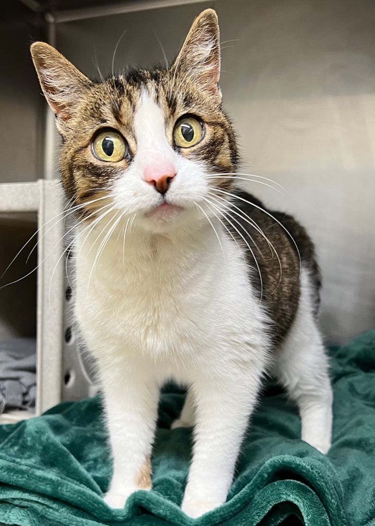 Adoptable Rescue Cats in California on Twitter: 