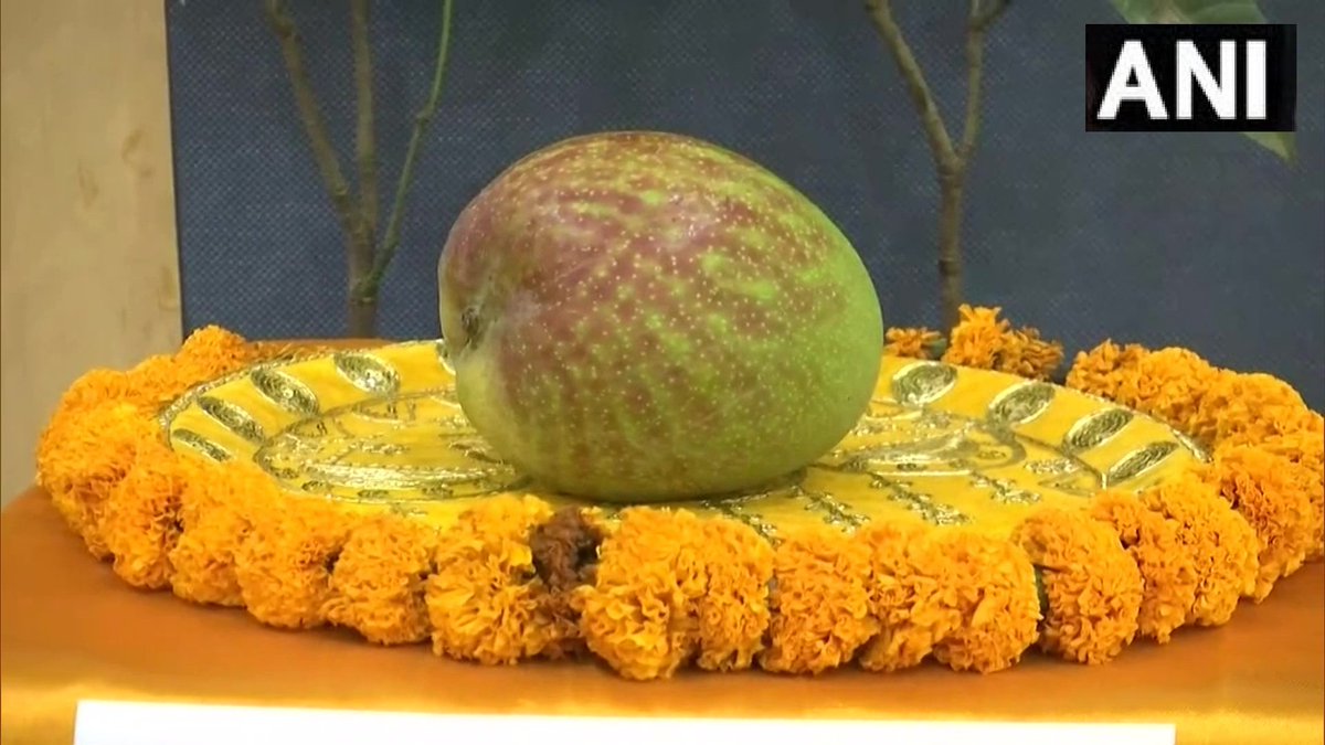 ANI MP/CG/Rajasthan on Twitter "Chhattisgarh Japan's famous mango 'Miyazaki' was displayed at