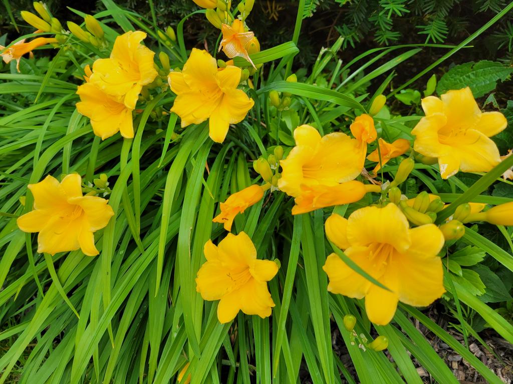 MariaNews10's tweet image. #Juneteenth bloom #Flowers #NaturePhotography #nature