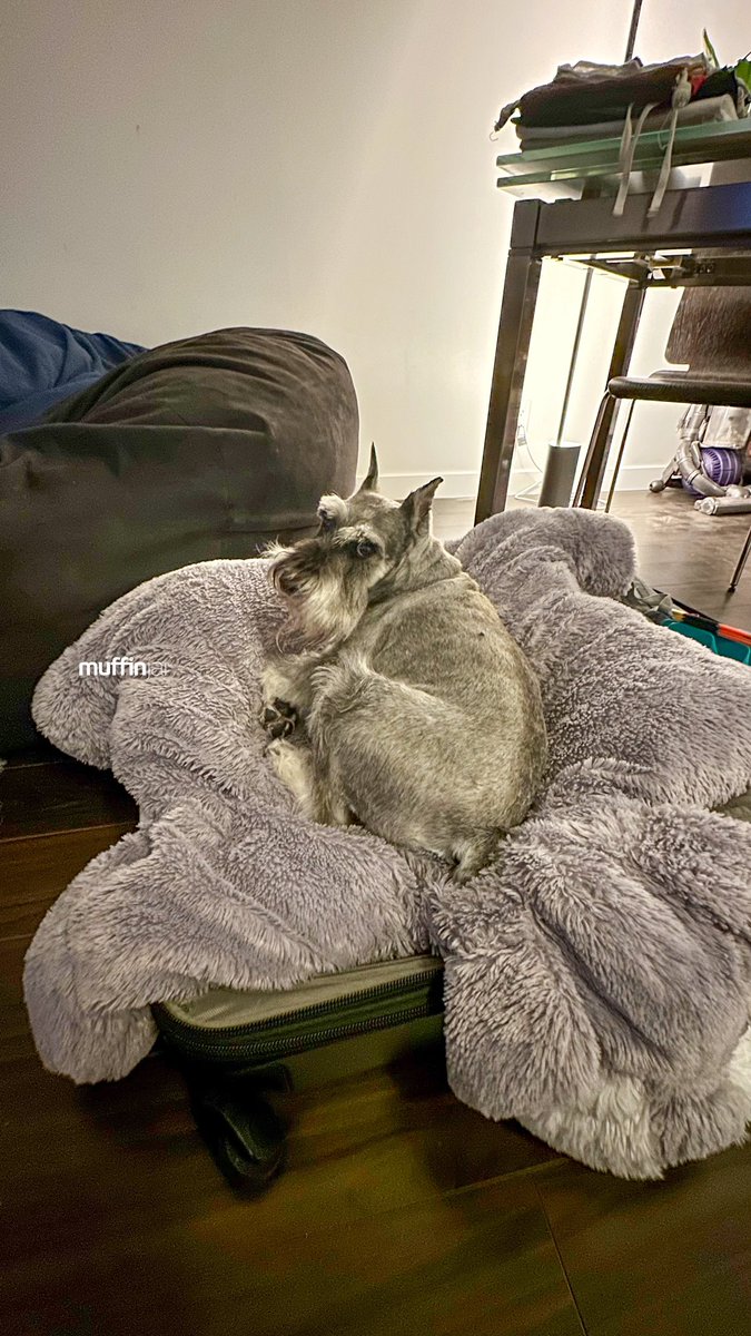 muffinjai's tweet photo. Are we going somewhere Dad? 🧳 My bed doesn’t fit Dad 🛏️ We need a bigger suitcase! 🤣 #MiniatureSchnauzer #Schnauzer 😂😅 #TravelDog #TravelDogs 🐶🐾🇨🇦 #DogsOfVancouver #DogsOfCanada https://t.co/yI56YZTHmq
