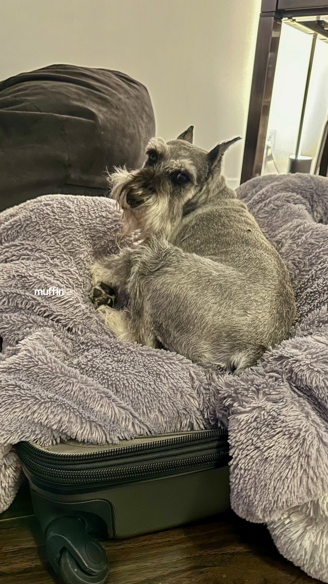muffinjai's tweet photo. Are we going somewhere Dad? 🧳 My bed doesn’t fit Dad 🛏️ We need a bigger suitcase! 🤣 #MiniatureSchnauzer #Schnauzer 😂😅 #TravelDog #TravelDogs 🐶🐾🇨🇦 #DogsOfVancouver #DogsOfCanada https://t.co/yI56YZTHmq