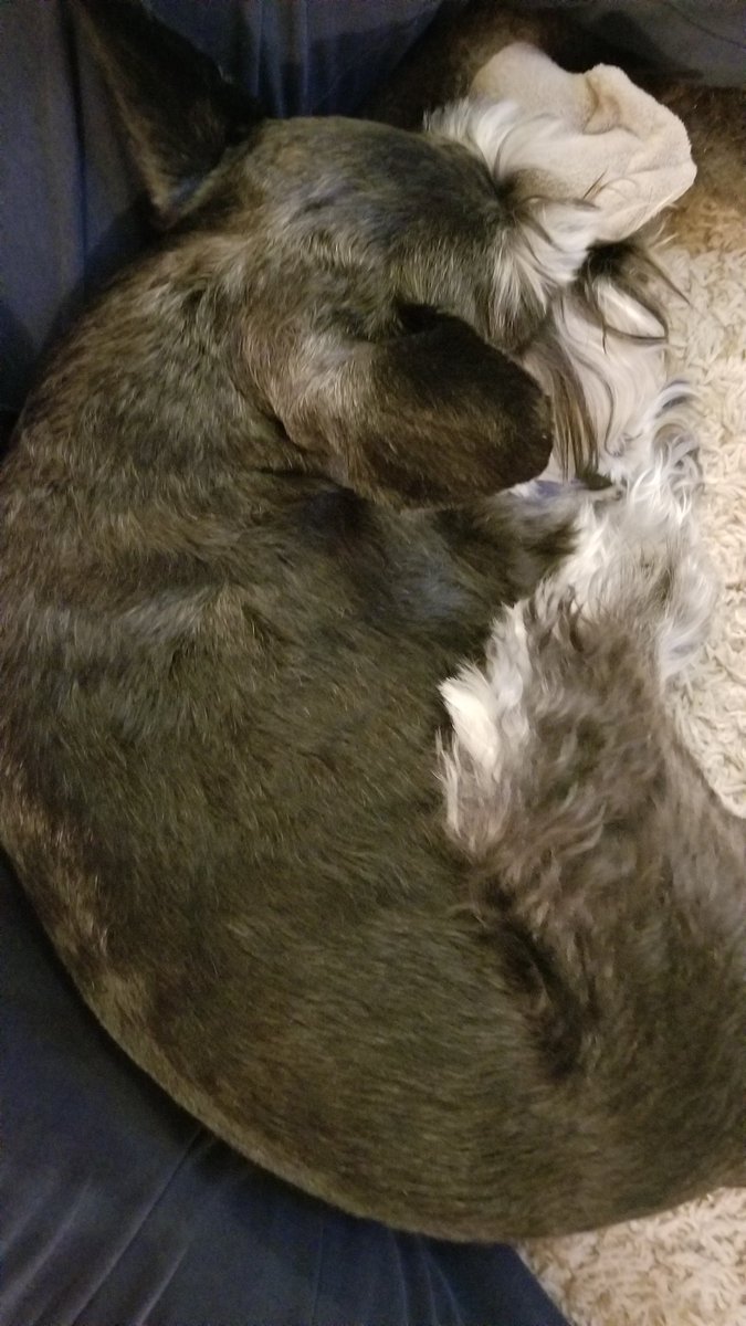 My sweet boy doing a snoozle!! I love this guy SOOOO much!! #minischnauzer #SchnauzerGang #sleepydog #dogsoftwitter