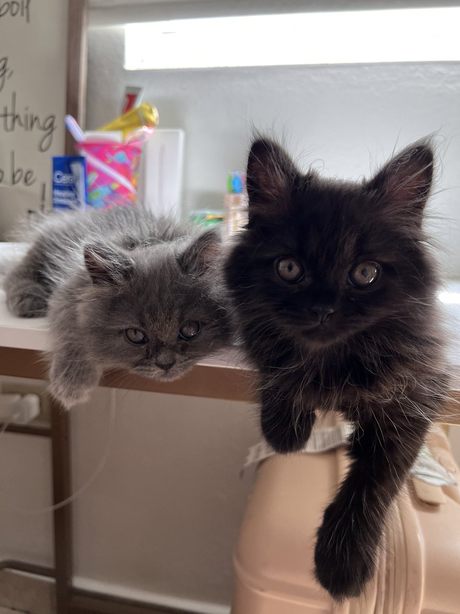 My emotional support during dedicated #stepszn ❤️ I present to you, Galileo and Figaro! 🐈‍⬛🐈‍⬛ Just guess who they’re named after 🤭👀