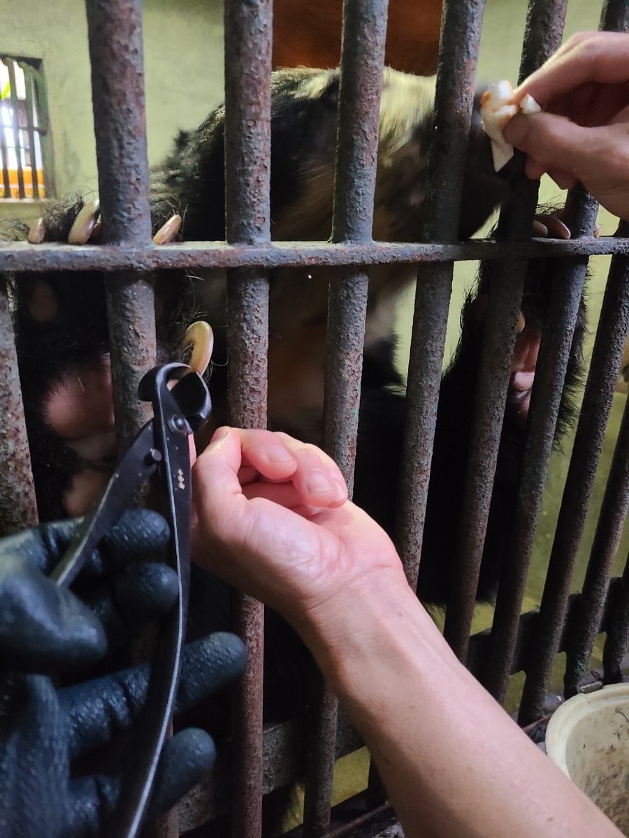 メガネグマのプッペは寝ることが好きで日中もよく寝るので、運動量が少なく爪がよく伸びます💤たくさん運動できる環境を目指していますが、それでも伸びた場合は、ほしい物リストでいただいた爪切り（樹木のこぶ切り鋏）で切ることができるようにしっかり練習していきます。ありがとうございました🐻