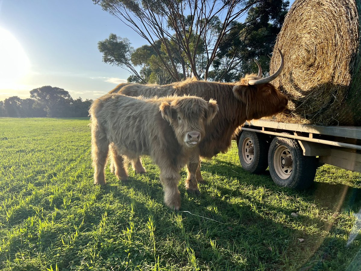 Tongue Out Tuesday but make it cute! 🐮

#highlandcow #highlandcalf #orlaisobailofglenstrae #antainearrowofmacanleister #hoylesplainshighlands #highlandcattle #australianhighlandcattlesociety