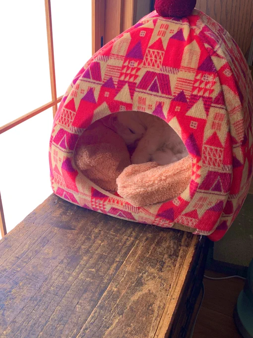湯たんぽを詰め込まれる猫。 ※湯たんぽは超ぬるぬるです