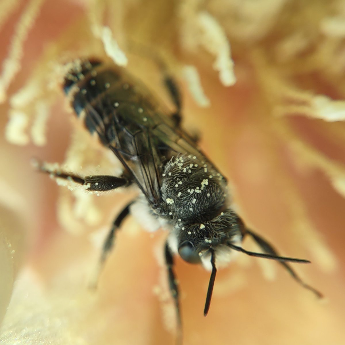 Woodborer bee in a cactus flower on a gusty day