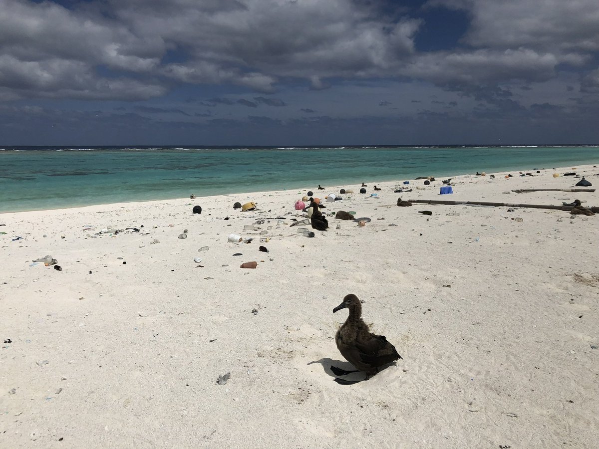 plasticslayer's tweet photo. Happy #WorldAlbatrossDay to the chicks who inspired my career, the Black Footed Albatross of Hōlanikū. May we pick up the trash we’ve left behind. https://t.co/ioJEidS9hX