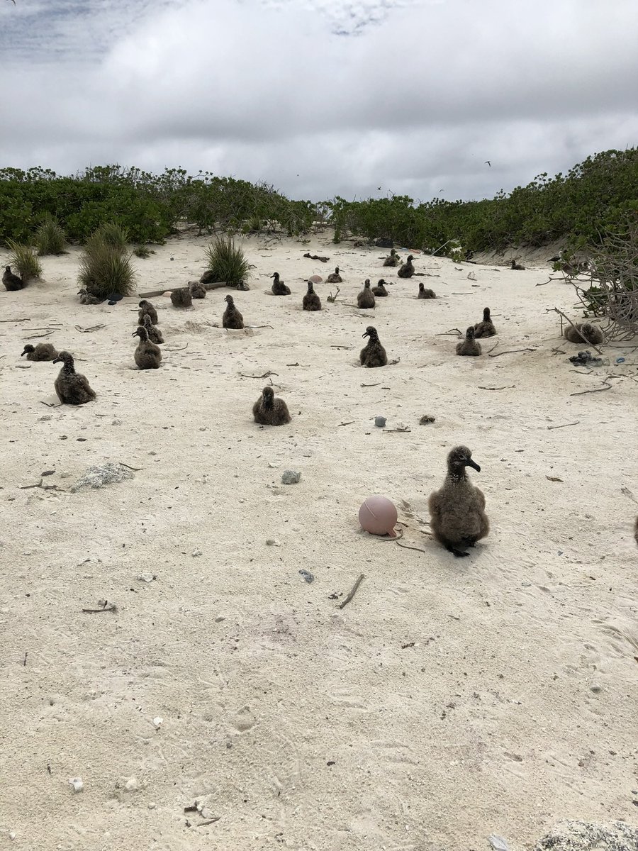 plasticslayer's tweet photo. Happy #WorldAlbatrossDay to the chicks who inspired my career, the Black Footed Albatross of Hōlanikū. May we pick up the trash we’ve left behind. https://t.co/ioJEidS9hX