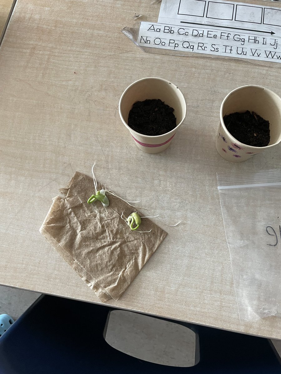 Growing plants in our classroom while learning more about the life cycle of plants! 🪴 🌱 Students were so excited to see their beans grow! <a href="/MWrightMustangs/">MaryWrightPS</a> <a href="/TVDSB/">Thames Valley DSB</a>