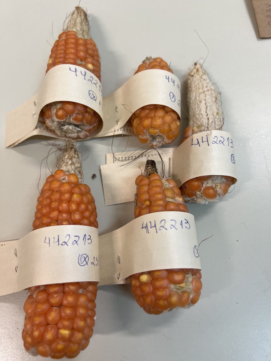 I’m very happy to see these ears. We almost lost this important inbred line of our panel, but now is sage and sound. Ready to finish one of our projects about nucleolus morphology and rDNA expression. 🌽🌽🌽🧬🧬🧬