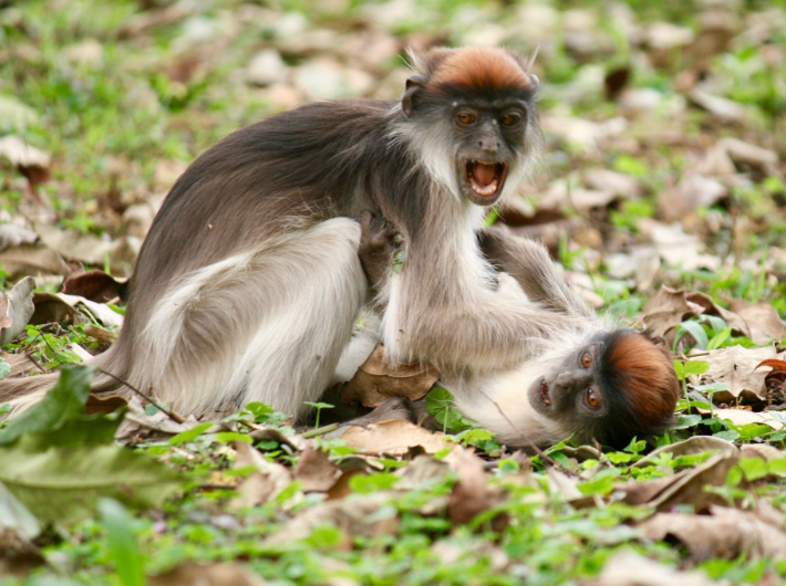 gorillatoursug's tweet photo. 💡Did you know? Colobus Monkeys🐒 are an endangered species found in Kibale Forest NP🌳, & they exhibit a dramatic change in behaviour when approaching puberty, like becoming restless & nomadic.
#Monkeys #friendlygorillasafari #kibaleNP #redcolobus #ExploreUganda #wildlife https://t.co/s07kPob2YG